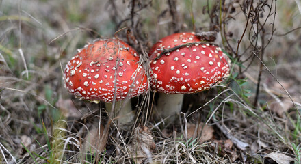 Mushrooms. Russula. Poisonous forest mushrooms.