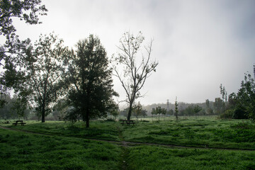 Paisajes de bosque otoñal y campo con niebla