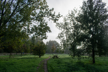 Paisajes de bosque otoñal y campo con niebla