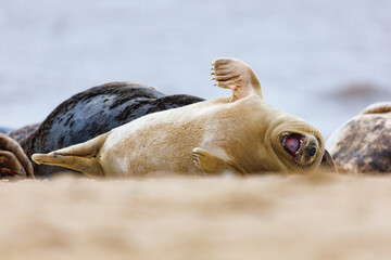 grey seal laughing on coast of Horsey