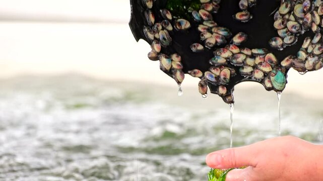 Person removes cone from tank revealing juvenile abalone spat moving around