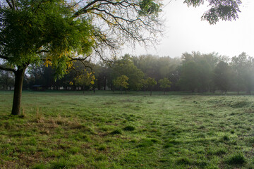 Paisajes de bosque otoñal y campo con niebla