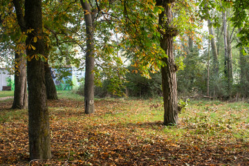 Paisajes de bosque otoñal y campo con niebla