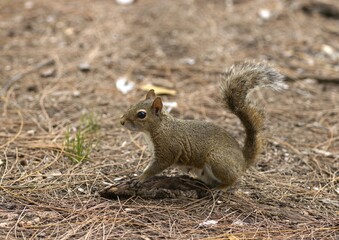 squirrel on the ground