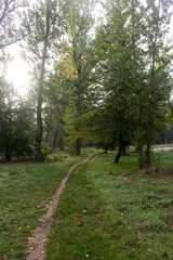 Fototapeta premium Paisaje de bosques un día con niebla y mesas de madera de Burgos, España