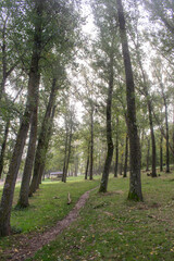 Bosque en un día con niebla en otoño con mesa comedor de picnic de Burgos, España