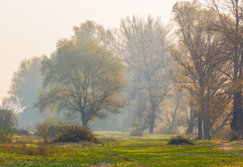 landscape with trees on a misty morning in autumn. nature scenery late fall season. foggy outdoor...