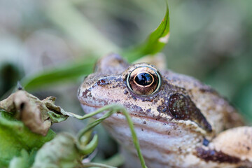 frog in the grass