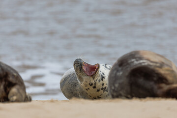 grey seal on horsey coast