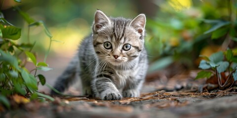 Obraz premium A playful tabby kitten exploring a wooded path on a sunny day in the afternoon