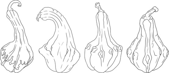 Hand drawn illustration or coloring pages of different types of pumpkins. Autumn vegetable, fall gourd. Seasonal, Halloween and Thanksgiving decoration.	