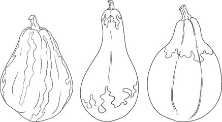 Hand drawn illustration or coloring pages of different types of pumpkins. Autumn vegetable, fall gourd. Seasonal, Halloween and Thanksgiving decoration.	