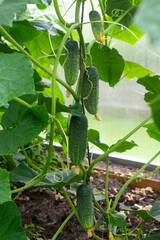 Cucumber bush with fruits in a greenhouse