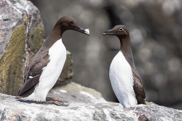 guillemot feeding another on the Farne Islands