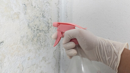 Gloved hand applies cleaning black mold on the wall
