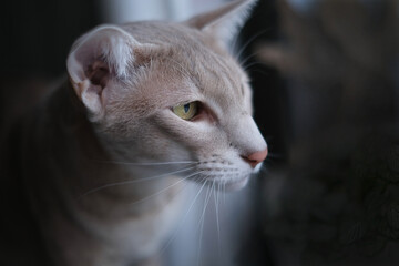 Portrait of an gray Oriental Cat on dark background