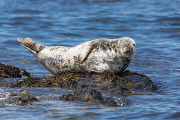 grey seal on rock off the Farne Islands