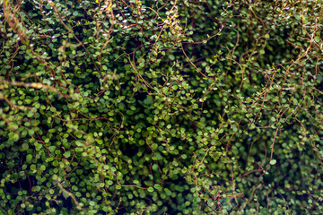An intricate and dense cluster of tiny green leaves and thin vines, forming a natural, textured pattern of lush greenery