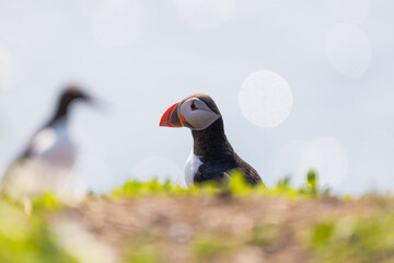 puffin on farne islands