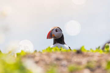 puffin on farne islands