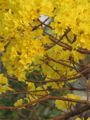 Yellow ipê flowers in spring, forming beautiful clusters of yellow flowers.