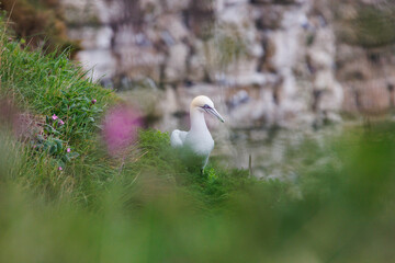 gannet at bempton cliffs