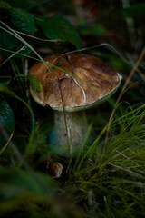 A close-up view of a white mushroom, known as king bolete or porcini (scientific name: Boletus edulis), growing in the forest, nestled among the moss and fallen leaves. 