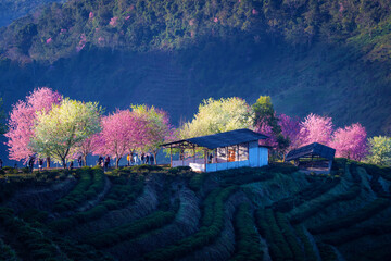 Beautiful natural cherry blossoms, Prunus Cerasoides pink flowers, or wild Himalayan cherry, are...