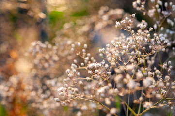 Close-up of tiny white flowers on thin stems, glowing in warm, golden evening light.
