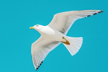 Obraz premium Seagull in flight with wings spread wide against a vibrant blue sky