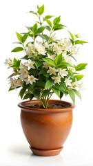 Obraz premium plant in a pot. plant, pot, leaf, flower, nature, tree, isolated, growth, houseplant, flowerpot, herb, botany, flora, leaves, potted, home, garden, rosemary, grow, soil, foliage, ficus, herbal, garden