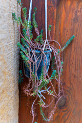 A potted plant hangs from a wooden fence, its long, trailing stems draping over the side