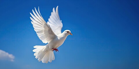Obraz premium Minimalist white feather pigeon flying against clear blue sky