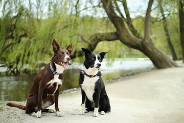 Two border collies sit on the way with lake in background