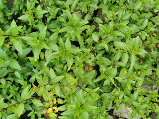 green fresh mint texture