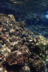 marine life in the Red Sea Egypt, hurghada