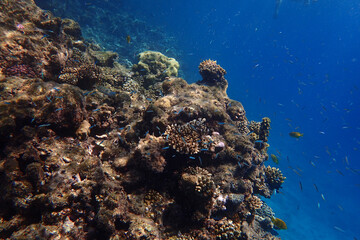 marine life in the Red Sea Egypt, hurghada