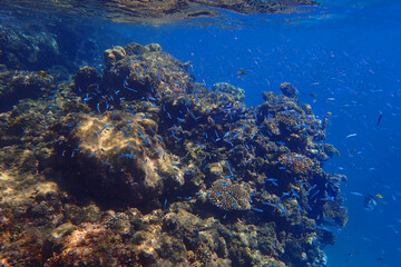 small fishes in the Red Sea Egypt