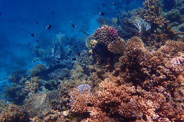marine life in the Red Sea Egypt, hurghada