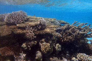 marine life in the Red Sea Egypt, hurghada