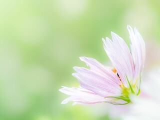 秋の公園や花壇を彩るコスモスのある風景。背景。自然風景素材。