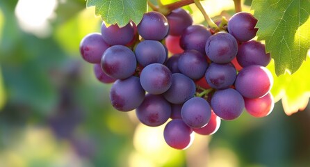 Fresh purple grapes hanging in a sunlit vineyard during the late afternoon