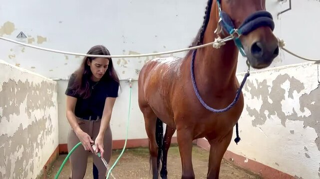 Video of a female equestrian washing a brown horse at a stable