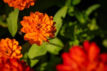 Vibrant Orange Flowers in a Garden
