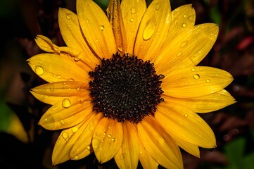 Yellow sunflower with water droplets