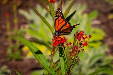 Monarch Butterfly on Flowers in Garden