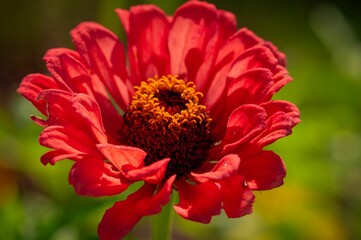 Close-up of a vibrant red flower in full bloom.