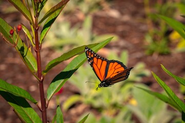 Monarch butterfly on a green plant in a garden.