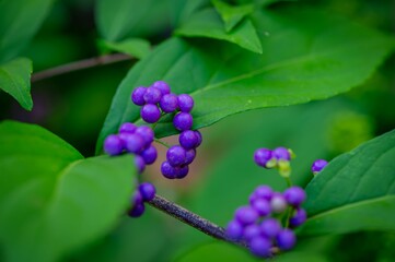 Close-up of vibrant purple berries on a green leafy branch.