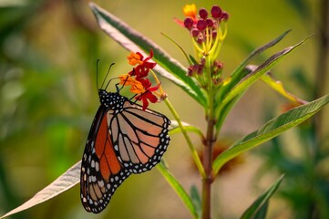 Monarch butterfly on a vibrant flower